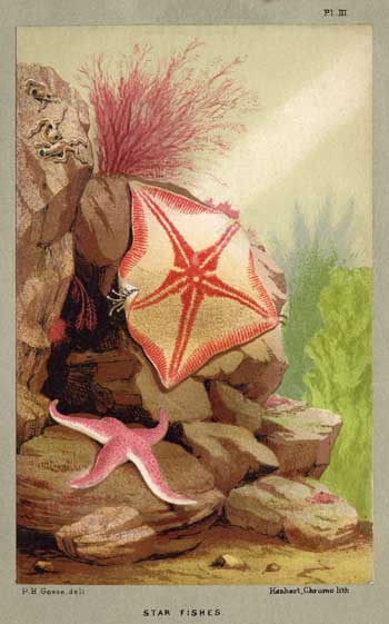 image of starfish from the aquarium by p. h. gosse