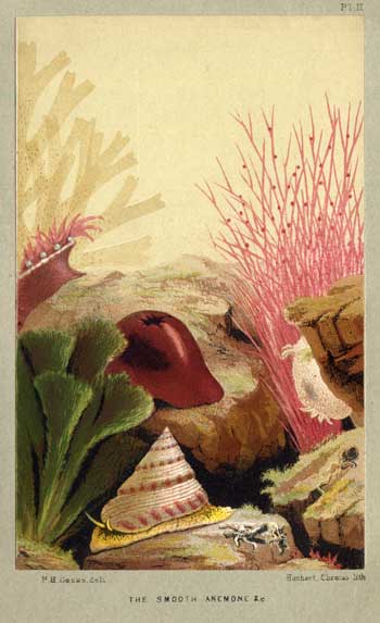 image of a beadlet anemone from the aquarium by p. h. gosse